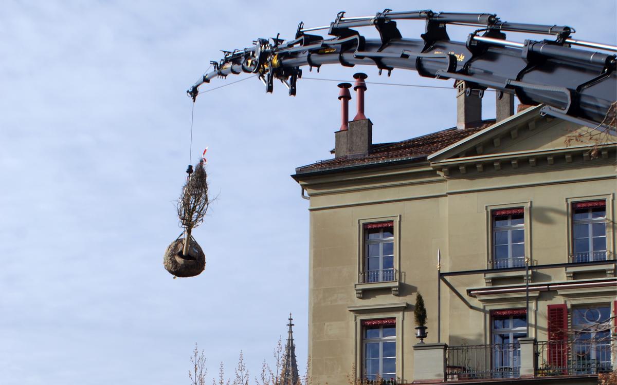 bepflanzung_jangarten_Baum-Transport_Altstadt_Bern_Kran_banner